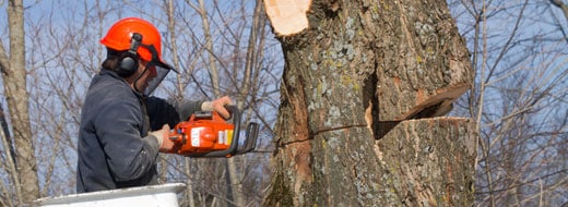 Tree Removal and Lawn Care Services for Howard County MD
