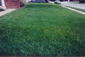 Grass After Lawn Fertilization and Lawn Care Services in Howard County MD
